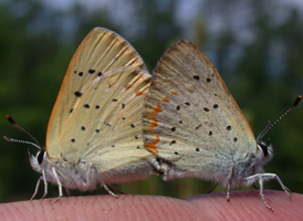 Bog Copper